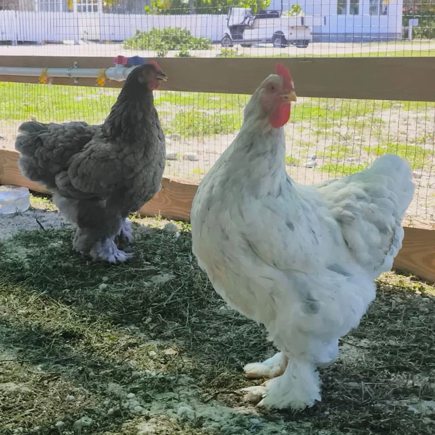 Two of the new egg-laying hens inside the Coop-a-Cabana